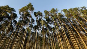Scientists say sustainable forestry organizations should lift ban on biotech trees
