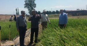 بازدید متخصصان موسسه تحقیقات برنج کشور از روند برنامه های کاشت آزمایشات برنج به روش مستقیم (خشکه کاری) در ایستگاه تحقیقات کشاورزی عراقی محله گرگان