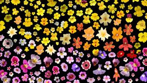 Meet the monkeyflower, a weed that may hold the key to zebra stripes and other biological mysteries