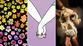 Top stories: The mysterious monkeyflower, same-sex genetics, and Lucy’s likely ancestor