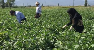 بازدید هفتگی پایش عارضه عدم غلاف بندی سویا به همت پژوهشگران بخش تحقیقات گیاهپزشکی مرکز تحقیقات و آموزش گلستان