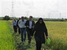 بازدید آقای مهندس درجانی رئیس محترم سازمان جهاد کشاورزی استان گیلان و هیات همراه از پروژه پایلوت کشت مستقیم برنج در موسسه تحقیقات برنج کشور