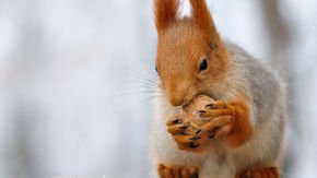 Why walnuts are such tough nuts to crack