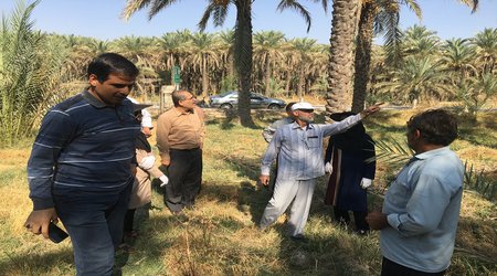 بازدید رئیس پژوهشکده خرما و میوه‌های گرمسیری از نخلستان‌های منطقه دودانگه شهرستان بهبهان