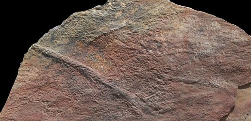 Ancient worm fossil rolls back origins of animal life