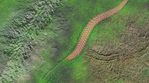 Ancient wormlike animal caught in its tracks sheds light on early locomotion