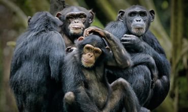 Artificial intelligence used to recognise primate faces in the wild