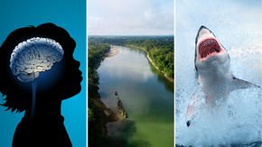 Top stories: ‘Extreme male brain’ does not cause autism, a lost Maya city, and disappearing sharks