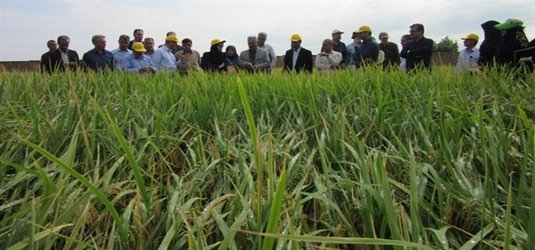 بازدید رئیس موسسه تحقیقات فنی و مهندسی کشاورزی از پروژه روش های مختلف آبیاری در روش خشکه کاری برنج در ایستگاه تحقیقاتی مرکز گلستان