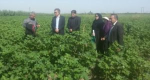 بازدید دوره ای طرح مشترک تولید محصولات سالم به همت پژوهشگران بخش تحقیقات گیاهپزشکی مرکز تحقیقات و آموزش گلستان