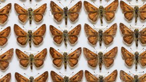 Genetic ‘road map’ reveals the lost birthplace of a 150-year-old butterfly