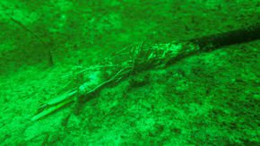 Suspect surfaces in the mysterious case of the underwater research station that vanished