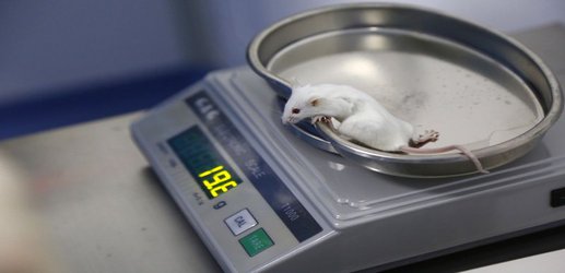 Scientists concerned over US environment agency’s plan to limit animal research