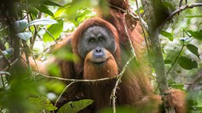 A dam threatens the world’s rarest ape. Why are some conservationists suddenly on board?