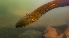 Newly discovered eel delivers the strongest electric jolt on record