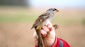 Common pesticide makes migrating birds anorexic
