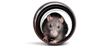 Lab rats play hide-and-seek for the fun of it, new study shows