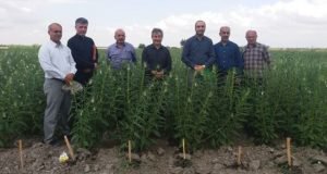 بازدید گروهی از مدیران ارشد وزارت جهاد کشاورزی از طرح ها و دستاوردهای پژوهشی ایستگاه تحقیقات عراقی محله گرگان