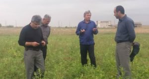 بازدید مشاور وزیر و مجری طرح دانه های روغنی کشور از پروژه تولید بذر کنجد ناشکوفا در ایستگاه تحقیقات کشاورزی گنبدکاووس