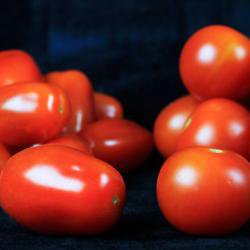 Harnessing tomato jumping genes could help speed-breed drought-resistant crops