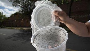 Study on DNA spread by genetically modified mosquitoes prompts backlash