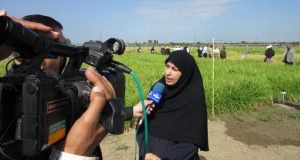 مصاحبه تلویزیونی رئیس موسسه تحقیقات برنج کشور در حاشیه روز ملی مزرعه خشکه کاری برنج در استان گلستان