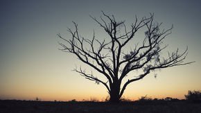 Wilderness areas halve the risk of extinction for plants and animals