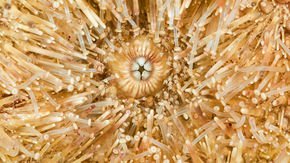 Rock-munching sea urchins have self-sharpening teeth