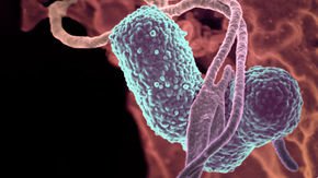 Microbe that got man drunk could help explain common liver disease