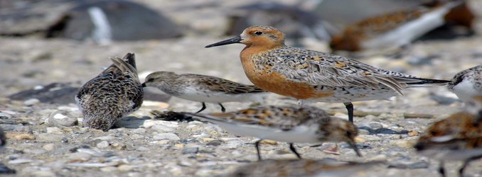 North America Has Lost Nearly 3 Billion Birds Since 1970