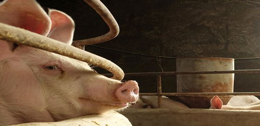 Alarm as antimicrobial resistance surges among chickens, pigs and cattle
