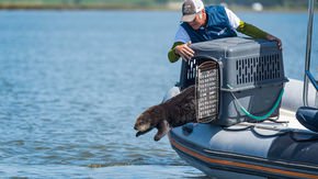 An unlikely savior for California’s coastal ecosystems: orphaned sea otters