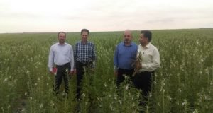 بازدید تیم تخصصی اعضای کمیته فنی بخش تحقیقات زراعی باغی مرکز تحقیقات و آموزش گلستان از مزارع کنجد در منطقه انبارآلوم