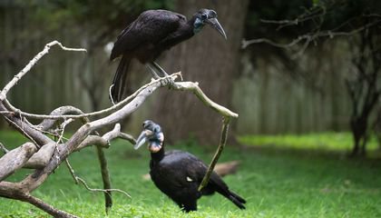 How Zookeepers Built Karl, the Abyssinian Ground Hornbill, a New 3-D Beak
