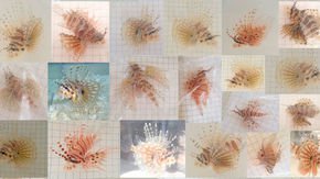 Can you spot the duplicates? Critics say these photos of lionfish point to fraud