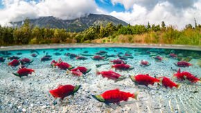 How a salmon scientist got hooked into a battle over the world’s largest gold mine