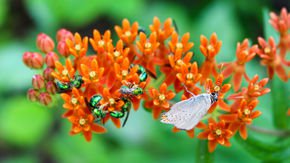 Connecting fragmented pieces of habitat can help endangered species recover