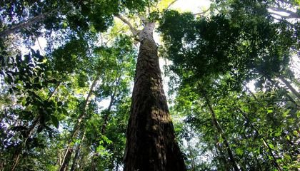 Researchers Discover the Tallest Known Tree in the Amazon