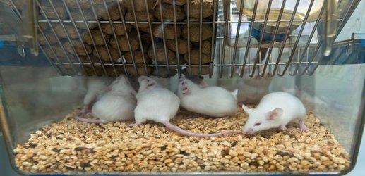 India pushes for alternatives to animals in biomedical research