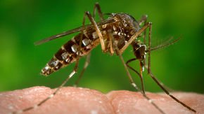 Dissent splits authors of provocative transgenic mosquito study