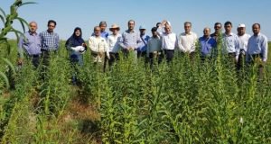 بازدید کمیته فنی بخش تحقیقات زراعی و باغی مرکز تحقیقات و آموزش گلستان از مزارع کنجد منطقه