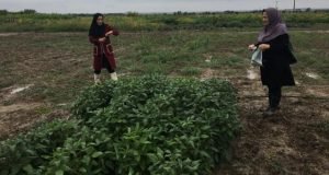 انجام طرح بررسی دستاوردهای عارضه عدم غلاف بندی سویا به همت پژوهشگران بخش تحقیقات گیاهپزشکی مرکز تحقیقات و آموزش گلستان