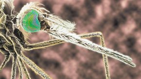 Windborne mosquitoes may carry malaria hundreds of kilometers