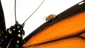 How the monarch butterfly evolved its resistance to toxic milkweed