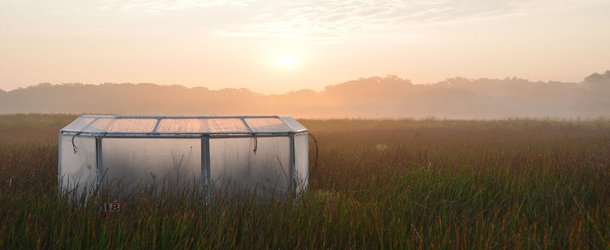 Marshes Grow Stronger When Faced With Increased Carbon Dioxide