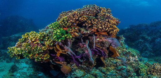 Coral-tracking satellites monitor reef bleaching in near-real time