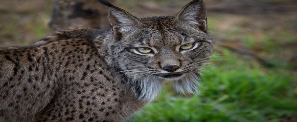 How the Iberian Lynx Bounced Back From the Brink of Extinction
