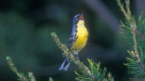 After 50-year conservation effort, songbird flies off U.S. endangered species list