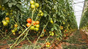 Salty soil is no problem for these tomatoes, thanks to some microbial helpers