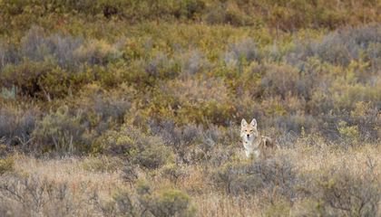 Connecting With Coyotes on the Prowl